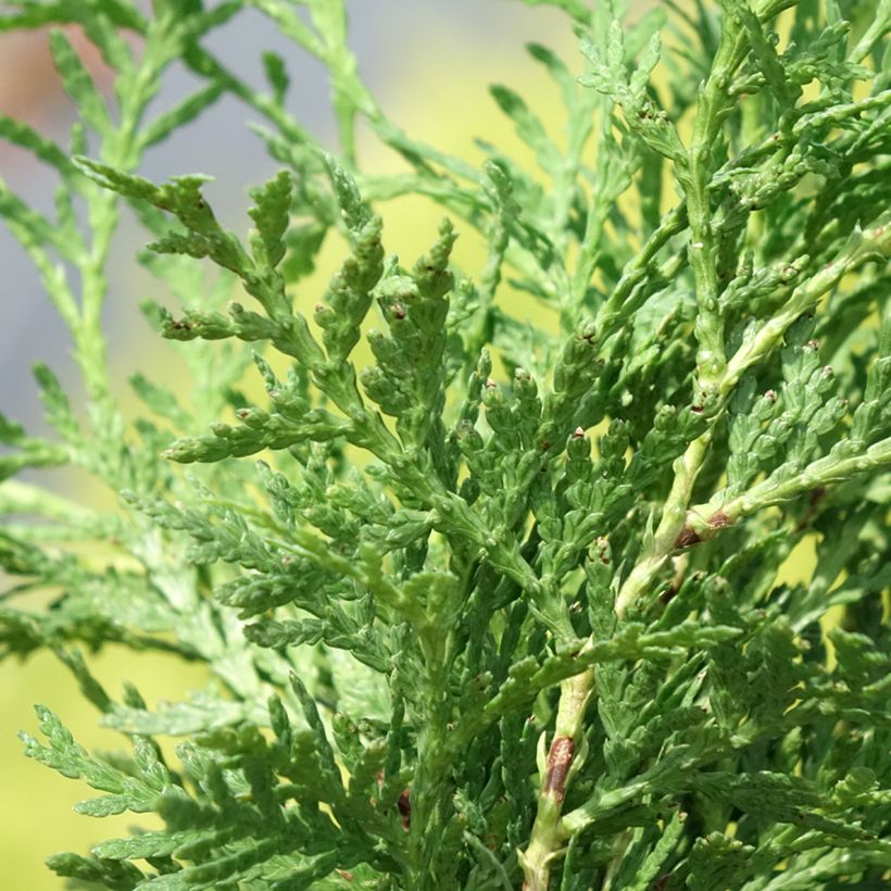 Thuya du Canada - Thuja occidentalis Globosa Aurea (Feuillage)