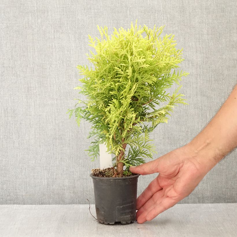 Spécimen de Thuya du Canada - Thuja occidentalis Globosa Aurea Godet de 8/9 cm tel que livré en été