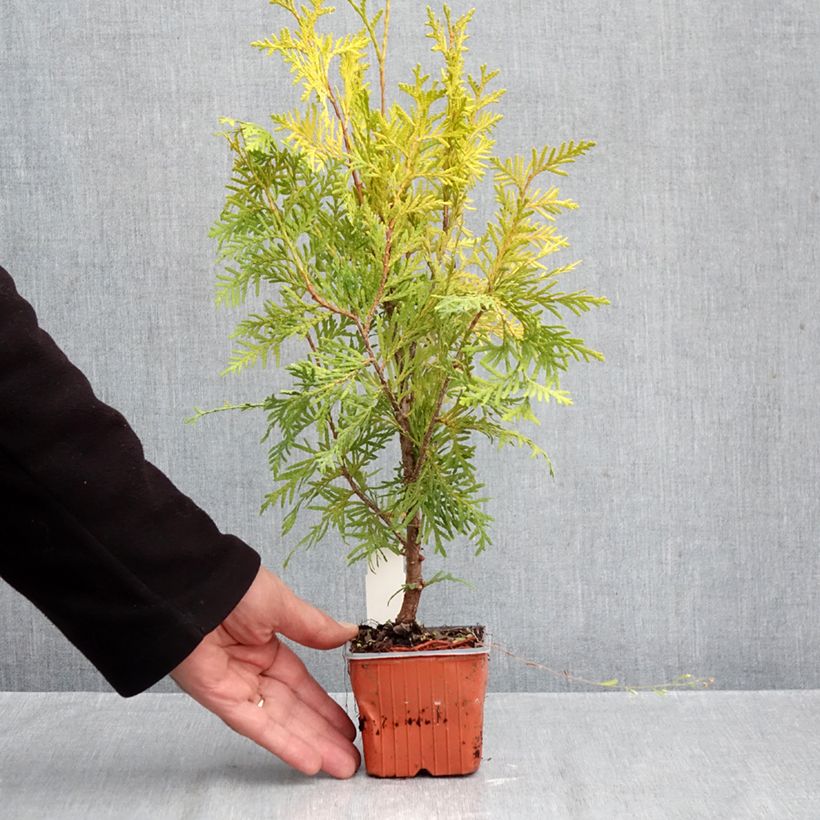 Spécimen de Thuya du Canada - Thuja occidentalis Golden Brabant Godet de 8/9 cm tel que livré en automne