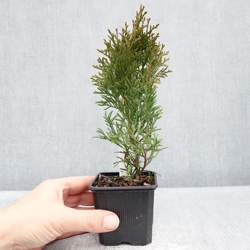 Spécimen de Thuya du Canada - Thuja occidentalis Golden Brabant Godet de 8/9 cm tel que livré en hiver