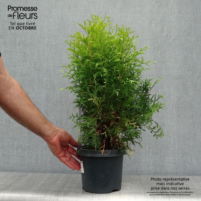Spécimen de Thuya du Canada - Thuja occidentalis Golden Globe Pot de 2L/3L tel que livré en automne