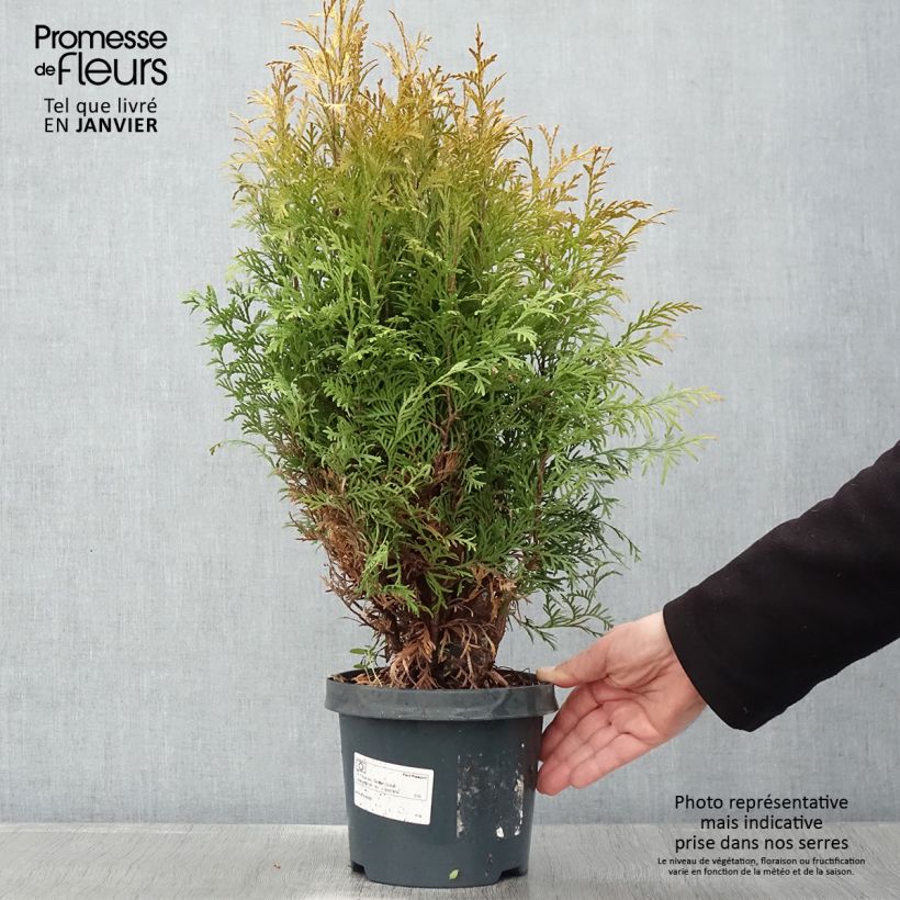 Spécimen de Thuya du Canada - Thuja occidentalis Golden Globe Pot de 2L/3L tel que livré en hiver