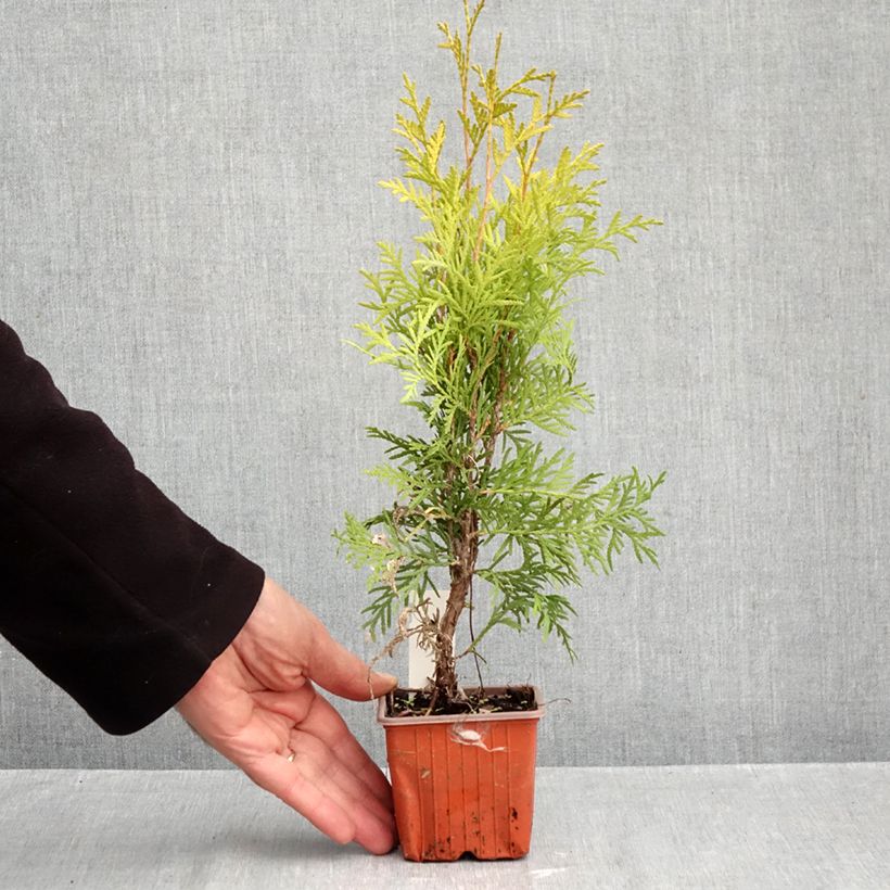 Spécimen de Thuya du Canada - Thuja occidentalis Golden Globe Godet de 8/9 cm tel que livré en automne