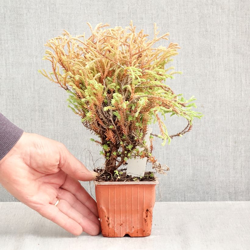 Spécimen de Thuya du Canada - Thuja occidentalis Golden Tuffet                 Godet de 8/9 cm tel que livré en automne