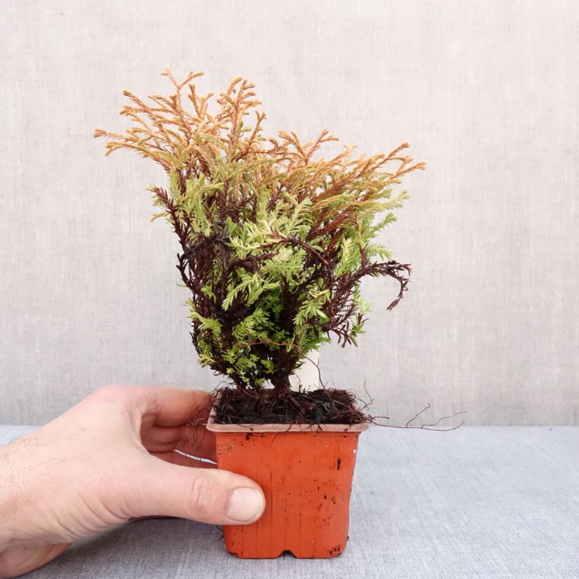 Spécimen de Thuya du Canada - Thuja occidentalis Golden Tuffet                 Godet de 8/9 cm tel que livré en hiver