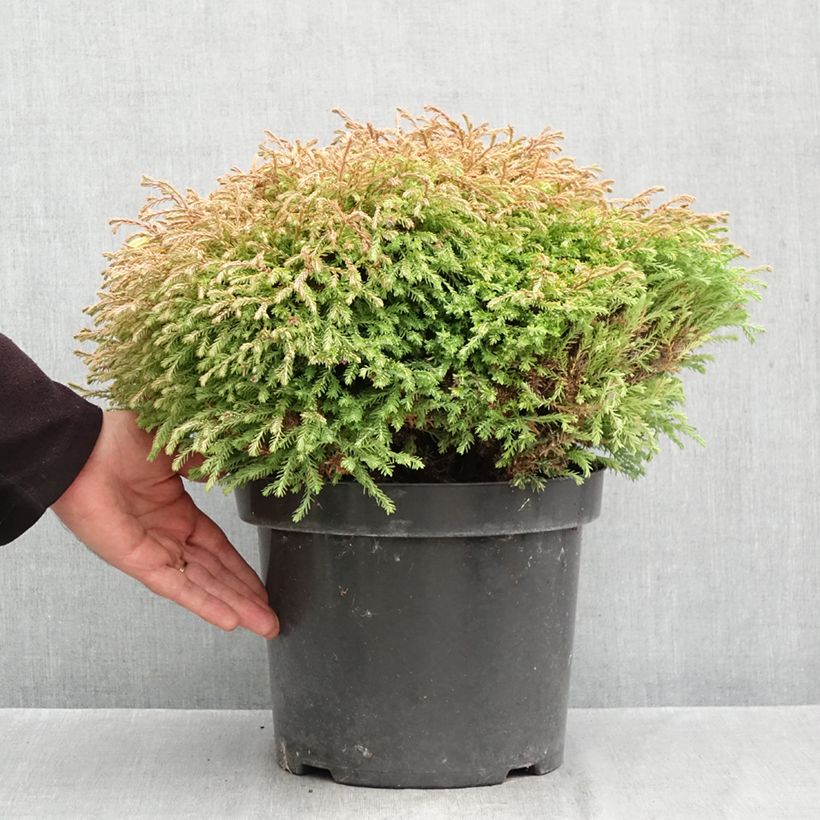Spécimen de Thuya du Canada - Thuja occidentalis Golden Tuffet                 Pot de 7,5L/10L tel que livré en automne