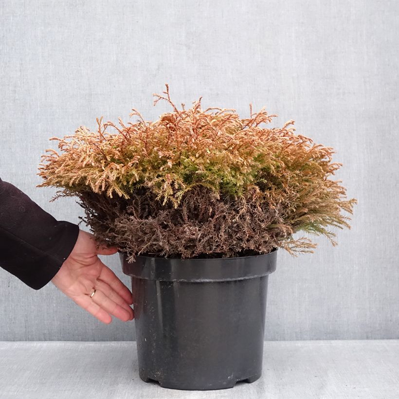 Spécimen de Thuya du Canada - Thuja occidentalis Golden Tuffet                 Pot de 7,5L/10L tel que livré en hiver