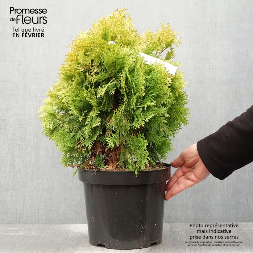 Spécimen de Thuya du Canada - Thuja occidentalis Jantar Pot de 7,5L/10L tel que livré en hiver