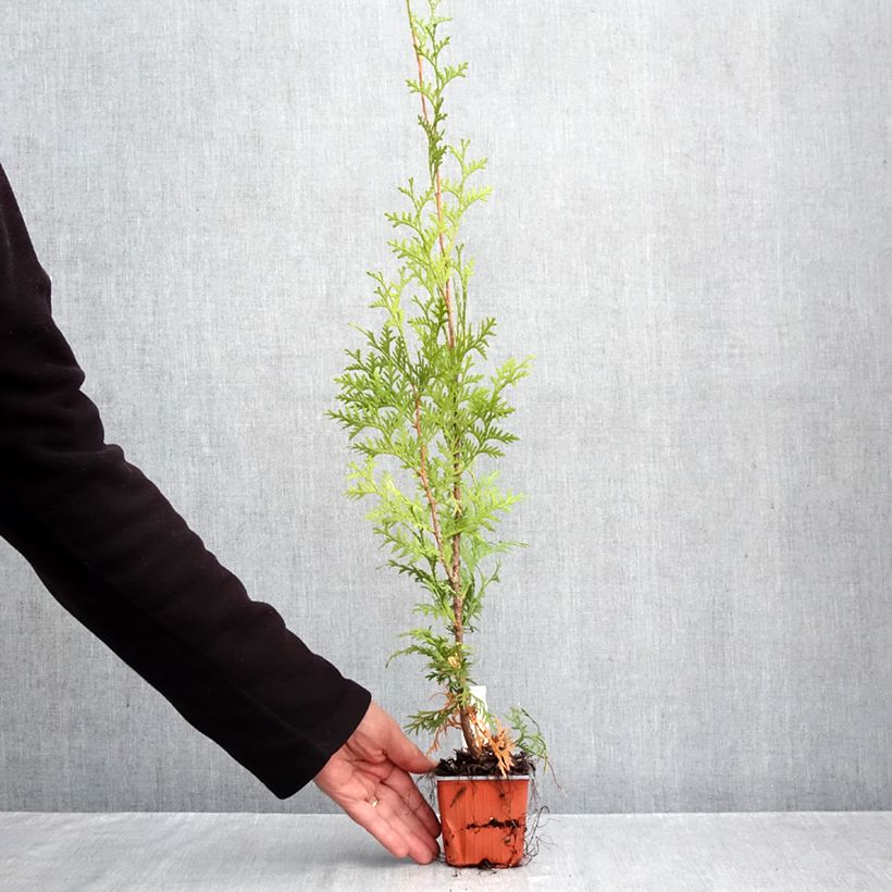 Spécimen de Thuya du Canada - Thuja occidentalis King of Brabant Godet de 8/9 cm tel que livré en automne