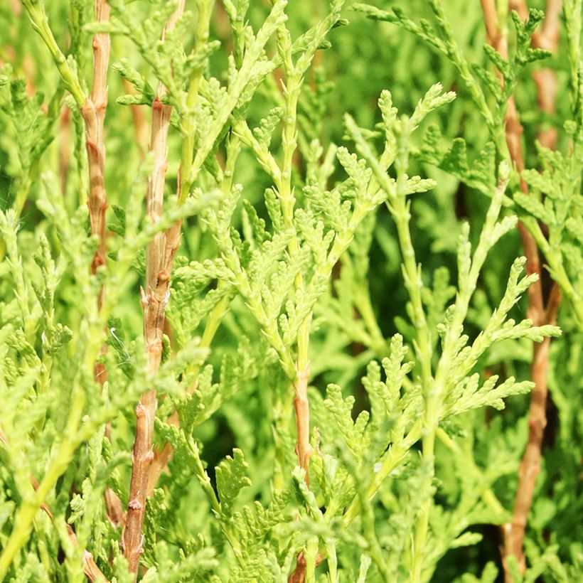 Thuya du Canada - Thuja occidentalis Malonyana Aurea (Feuillage)