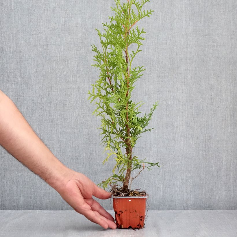 Spécimen de Thuya du Canada - Thuja occidentalis Malonyana Aurea Godet de 8/9 cm tel que livré en été