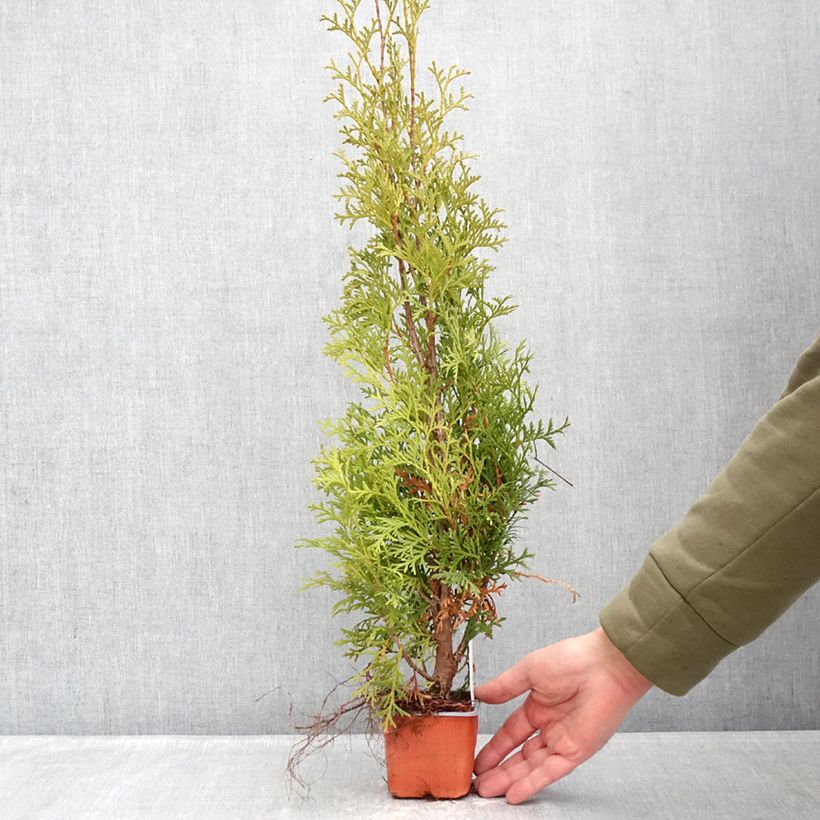Spécimen de Thuya du Canada - Thuja occidentalis Malonyana Aurea Godet de 8/9 cm tel que livré en hiver