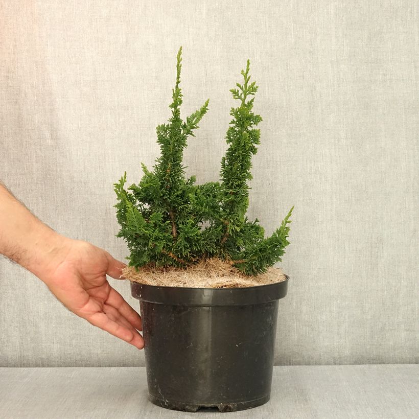 Spécimen de Thuya du Canada - Thuja occidentalis Malonyana Holub Pot de 4L/5L tel que livré en été