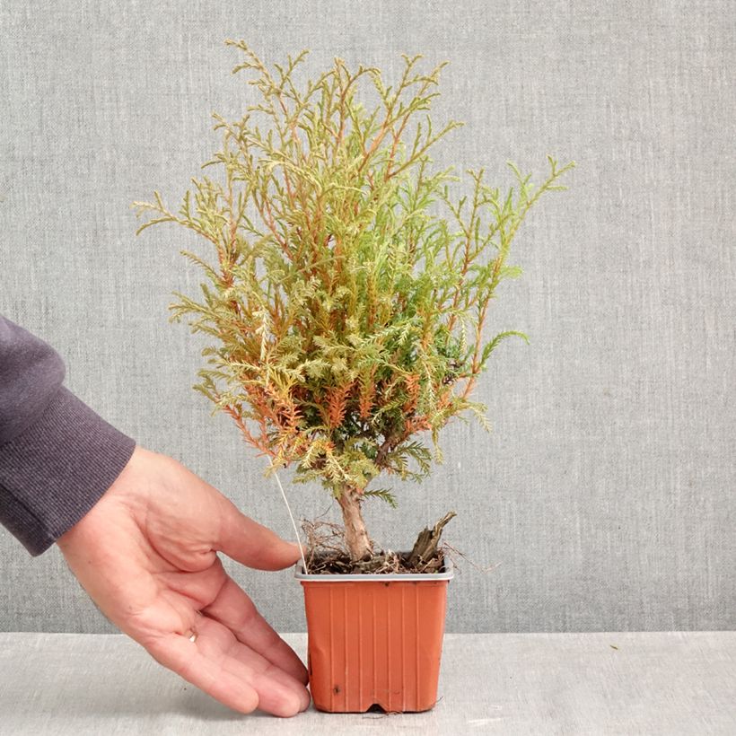 Spécimen de Thuya du Canada - Thuja occidentalis Mr Bowling Ball Godet de 8/9 cm tel que livré en automne