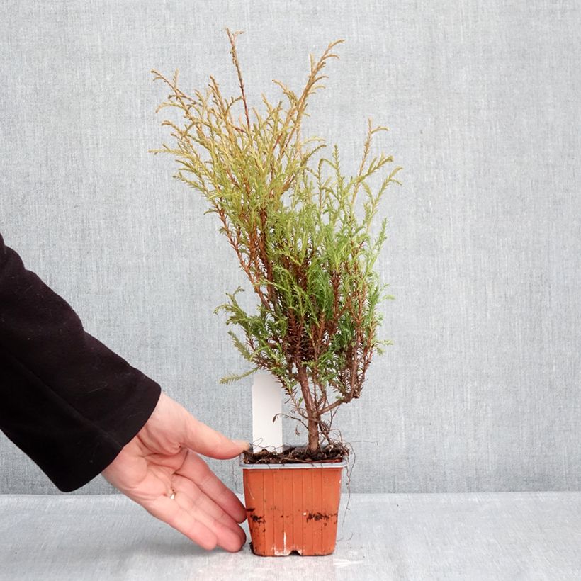 Spécimen de Thuya du Canada - Thuja occidentalis Mr Bowling Ball Godet de 8/9 cm tel que livré en hiver
