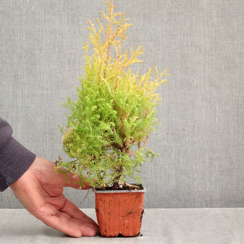 Spécimen de Thuya du Canada - Thuja occidentalis Rheingold                   Godet de 8/9 cm tel que livré en automne