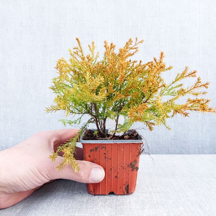 Spécimen de Thuya du Canada - Thuja occidentalis Rheingold                   Godet de 8/9 cm tel que livré en hiver