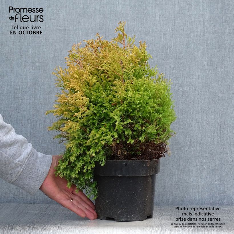 Spécimen de Thuya du Canada - Thuja occidentalis Rheingold                   Pot de 2L/3L tel que livré en automne