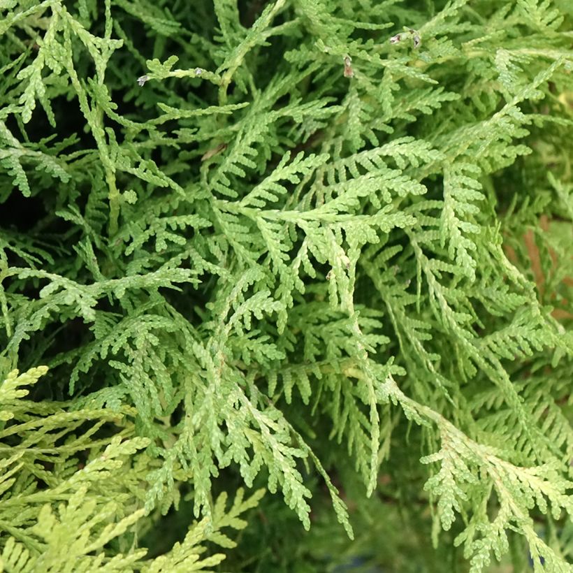 Thuya du Canada - Thuja occidentalis Selena (Feuillage)