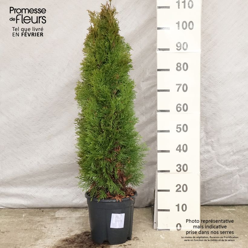 Spécimen de Thuya du Canada - Thuja occidentalis Smaragd Pot de 7,5L/10L tel que livré en hiver