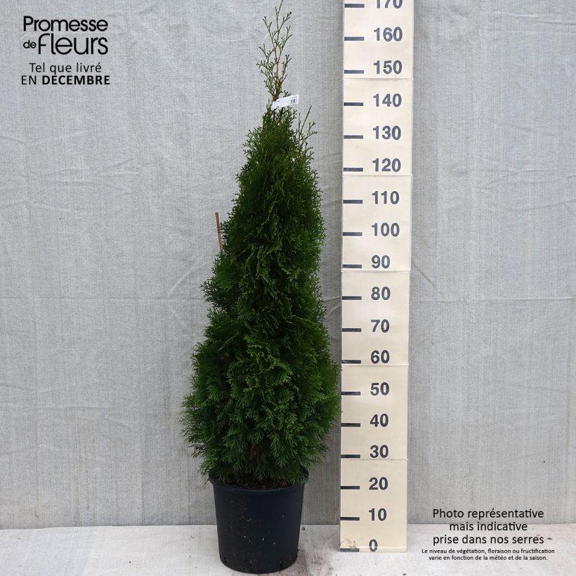 Spécimen de Thuya du Canada - Thuja occidentalis Smaragd Pot de 12L/15L tel que livré en automne