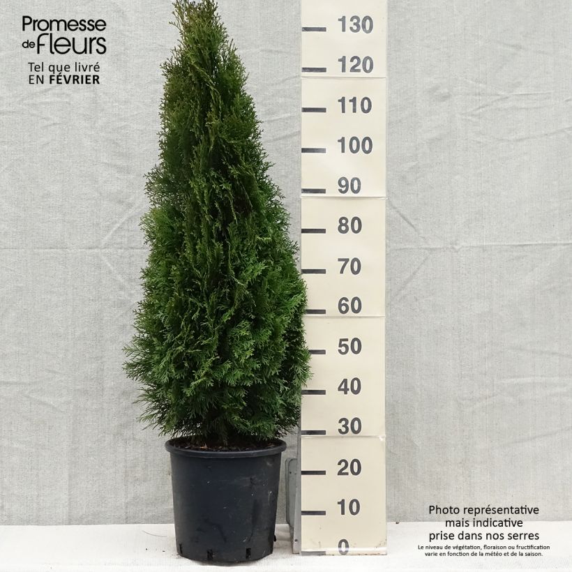 Spécimen de Thuya du Canada - Thuja occidentalis Smaragd Pot de 12L/15L tel que livré en hiver