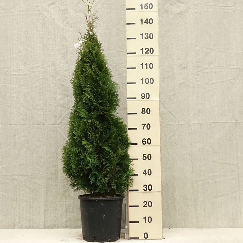 Spécimen de Thuya du Canada - Thuja occidentalis Smaragd Pot de 12L/15L tel que livré au printemps