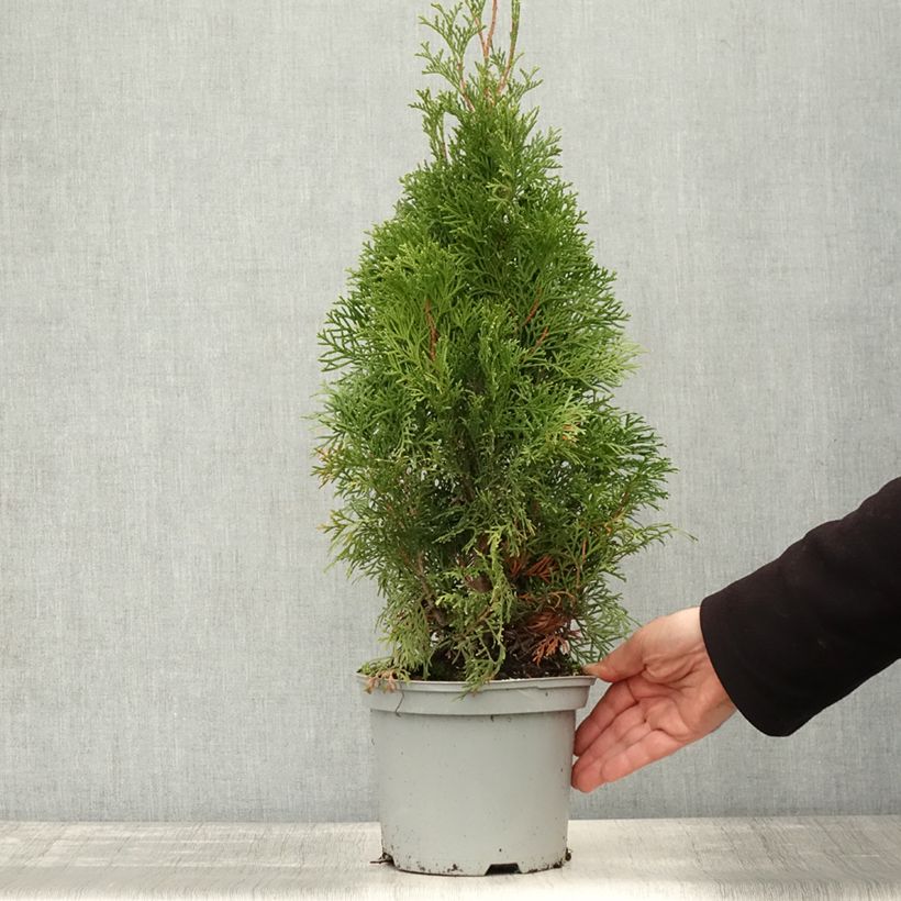 Spécimen de Thuya du Canada - Thuja occidentalis Smaragd Pot de 3L/4L tel que livré en automne