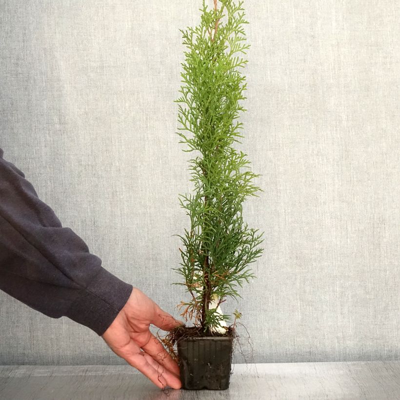 Spécimen de Thuya du Canada - Thuja occidentalis Smaragd Godet de 8/9 cm tel que livré en automne