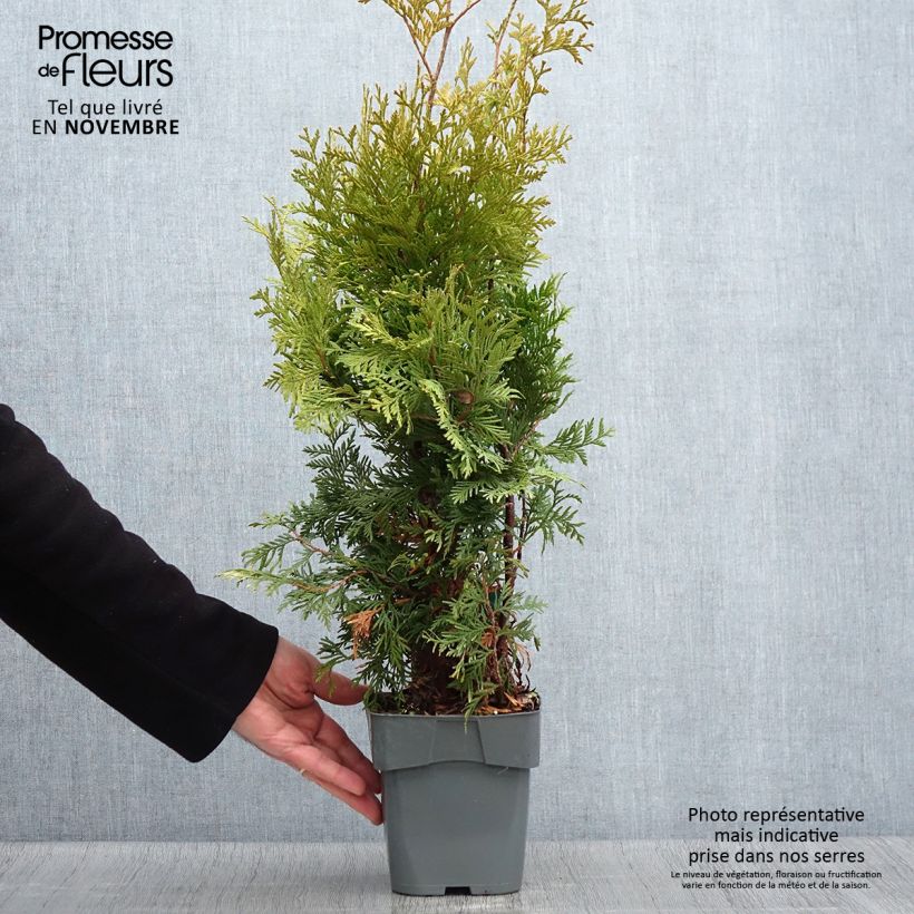 Spécimen de Thuya du Canada - Thuja occidentalis Yellow Ribbon. Pot de 2L/3L tel que livré en automne