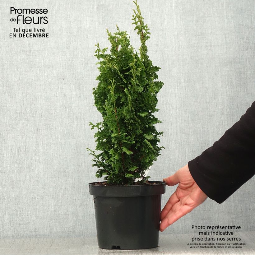 Spécimen de Thuya du Canada - Thuja occidentalis Zmatlik                      Pot de 3L/4L tel que livré en automne
