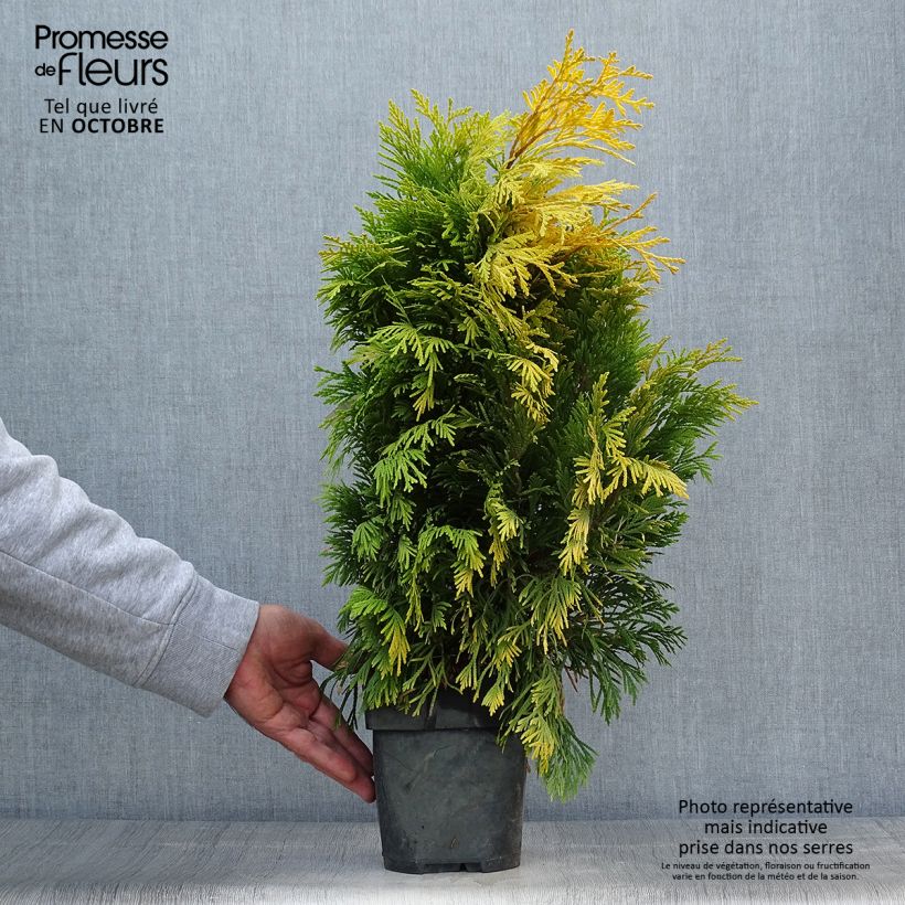 Spécimen de Thuya géant - Thuja plicata 4 Ever Goldy Pot de 2L/3L tel que livré en automne