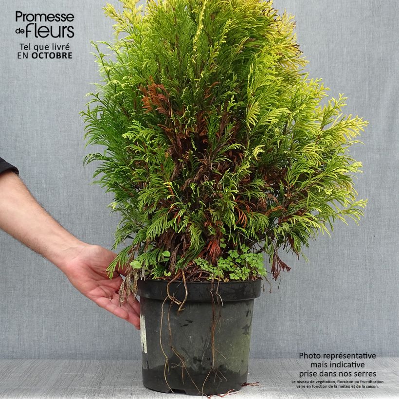 Spécimen de Thuya géant - Thuja plicata 4 Ever Goldy Pot de 6L/7L tel que livré en automne