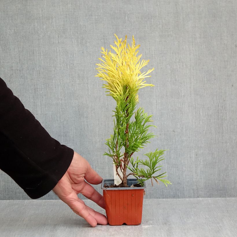 Spécimen de Thuya géant - Thuja plicata 4 Ever Goldy Godet de 8/9 cm tel que livré en automne