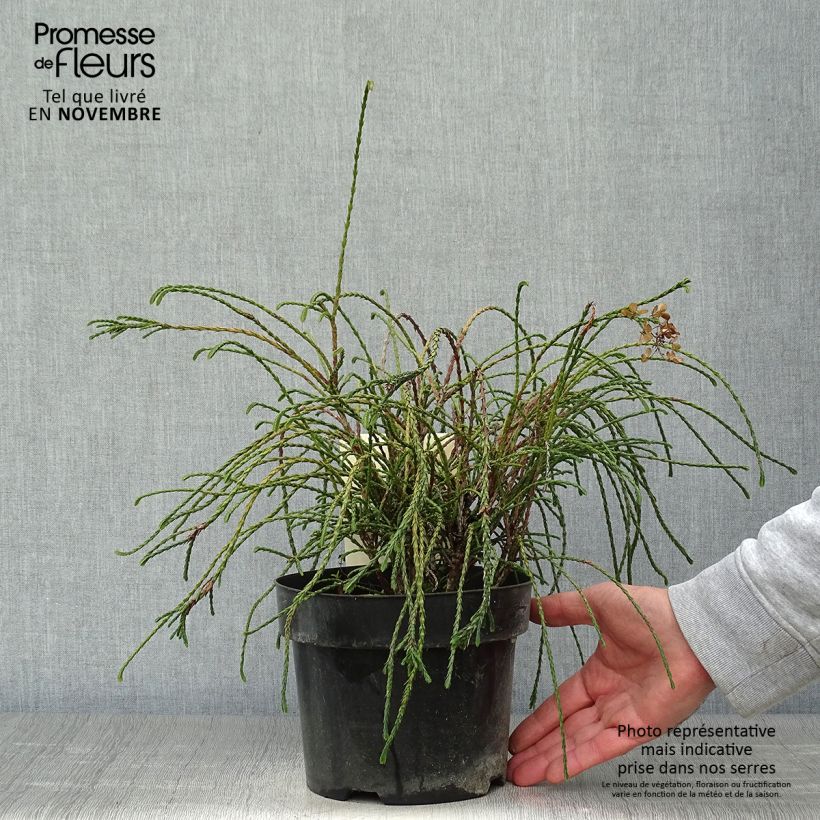 Spécimen de Thuya géant - Thuja plicata Whipcord Pot de 3L/4L tel que livré en automne