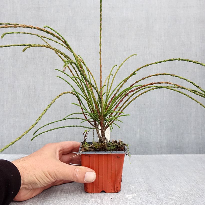 Spécimen de Thuya géant - Thuja plicata Whipcord Godet de 8/9 cm tel que livré en automne