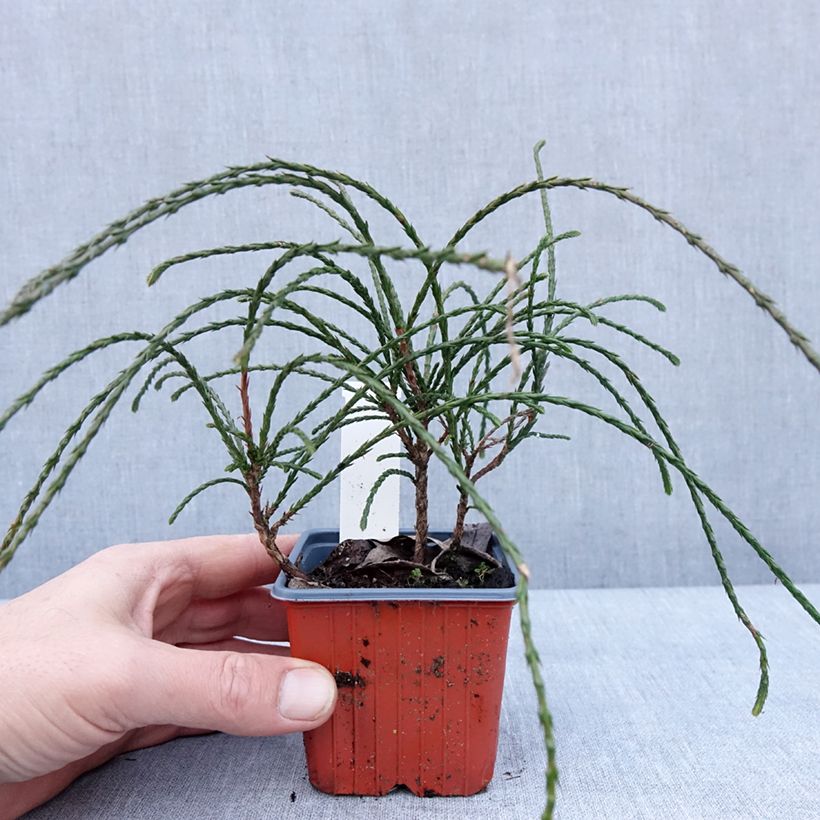 Spécimen de Thuya géant - Thuja plicata Whipcord Godet de 8/9 cm tel que livré en hiver