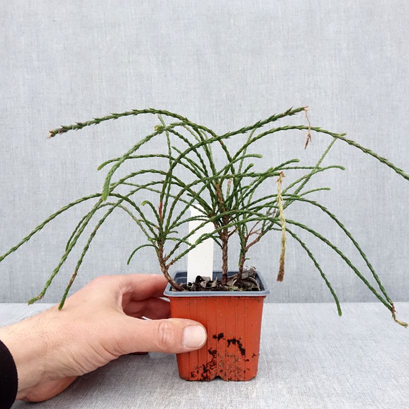 Spécimen de Thuya géant - Thuja plicata Whipcord Godet de 8/9 cm tel que livré au printemps