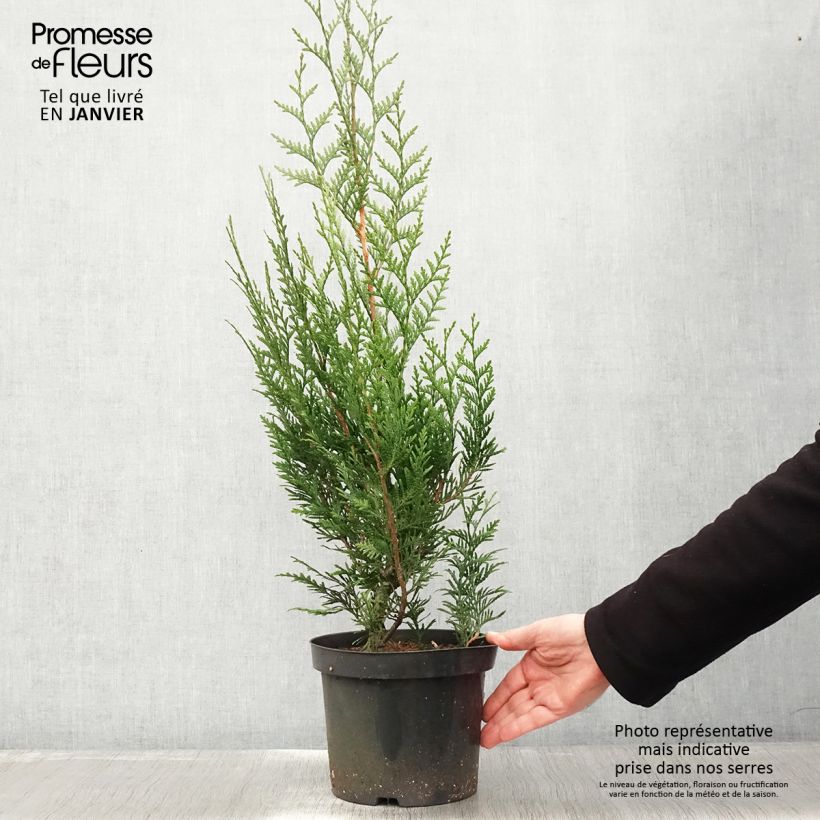 Spécimen de Thuya pour haie - Thuja plicata Atrovirens Pot de 4L/5L tel que livré en hiver