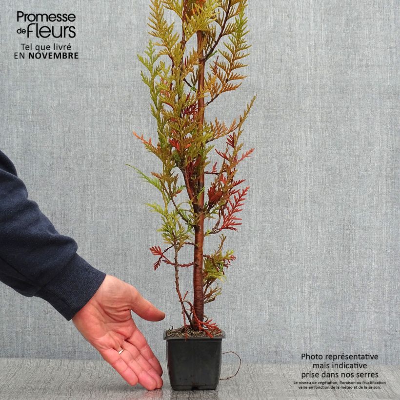 Spécimen de Thuya pour haie - Thuja plicata Atrovirens Godet de 8/9 cm tel que livré en automne