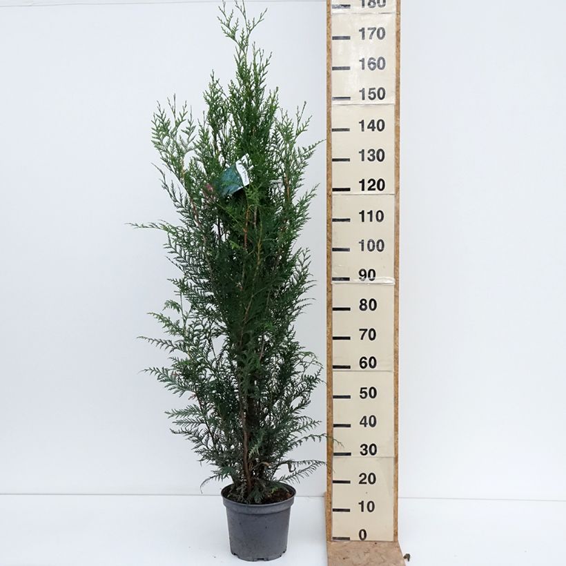 Spécimen de Thuya pour haie - Thuja plicata Atrovirens Pot de 6L/7L tel que livré en été