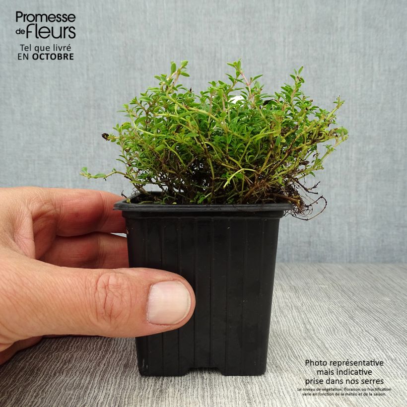 Spécimen de Thym citron Bertram Anderson - Thymus citriodorus Godet de 8/9 cm tel que livré en automne