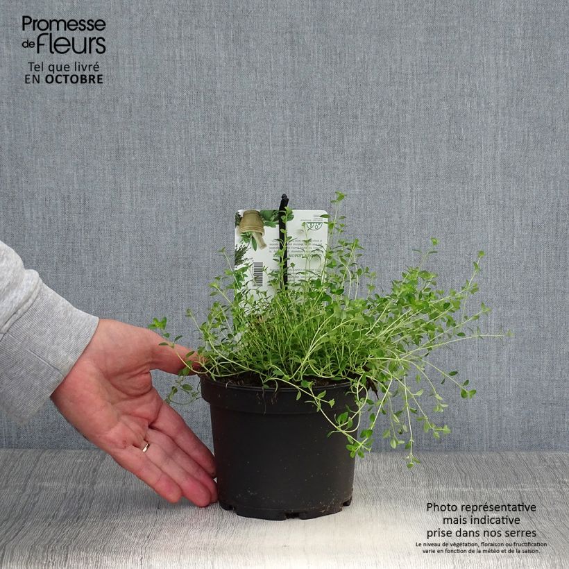 Spécimen de Thym citron Bertram Anderson - Thymus citriodorus Pot de 1,5L/2L tel que livré en automne
