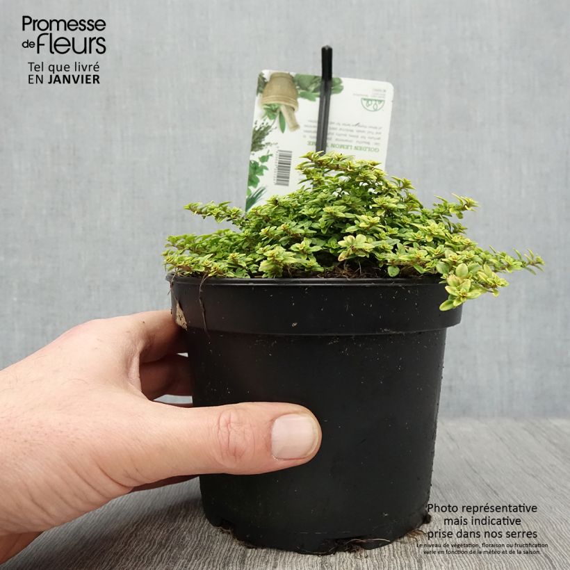 Thymus citriodorus Bertram Anderson - Lemon Thyme 1.5L/2L pot sample as delivered in winter