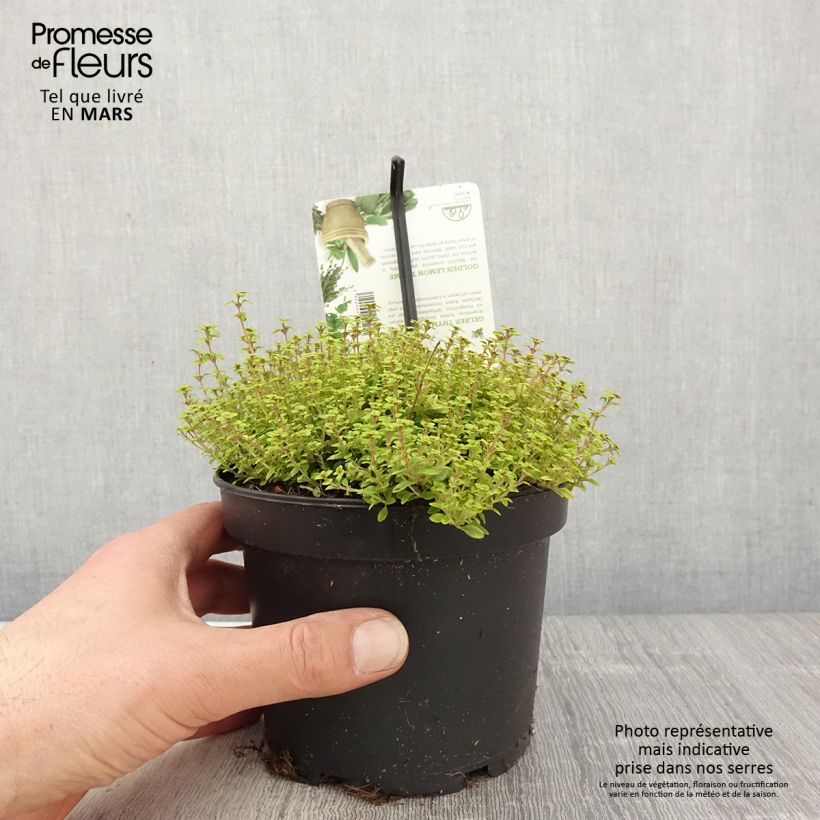 Thymus citriodorus Bertram Anderson - Lemon Thyme 1.5L/2L pot sample as delivered in spring