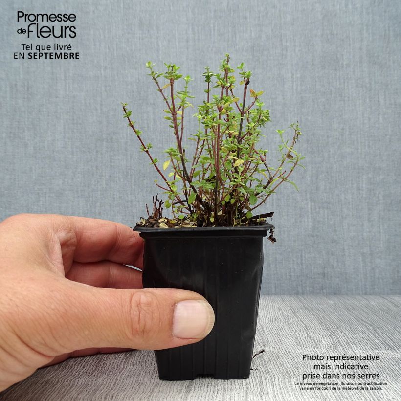 Spécimen de Thym citron BIO - Thymus citriodorus Godet de 8/9 cm tel que livré en automne