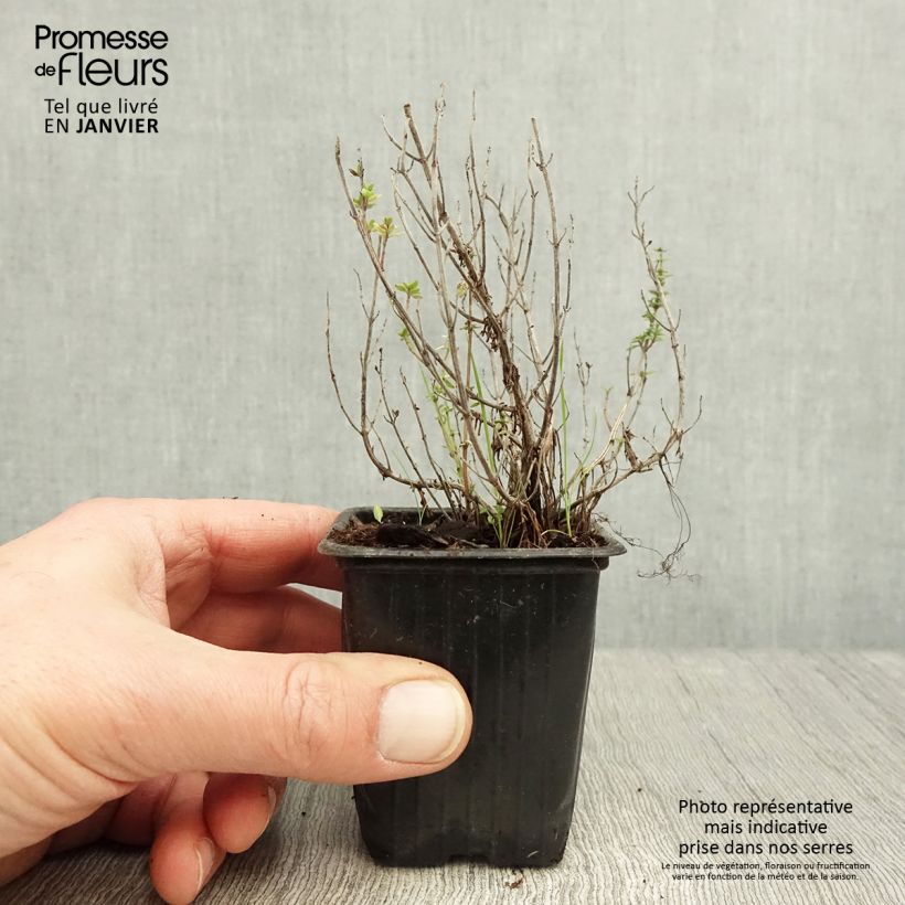 Spécimen de Thym citron BIO - Thymus citriodorus Godet de 8/9 cm tel que livré en hiver