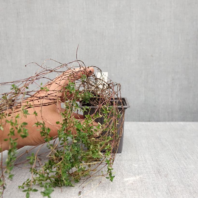 Spécimen de Thym citron Lammefjord - Thymus citriodorus Godet de 8/9 cm tel que livré en automne