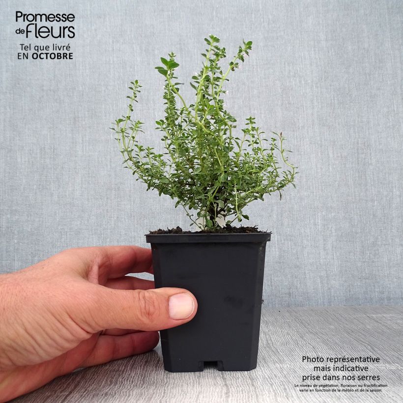Spécimen de Thym citron panaché - Thymus citriodorus Silver Queen Godet de 8/9 cm tel que livré en automne