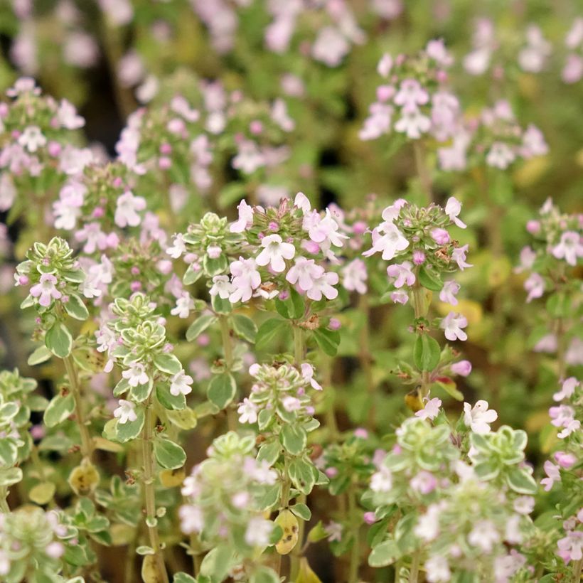 Thym citron panaché - Thymus citriodorus Silver Queen (Floraison)